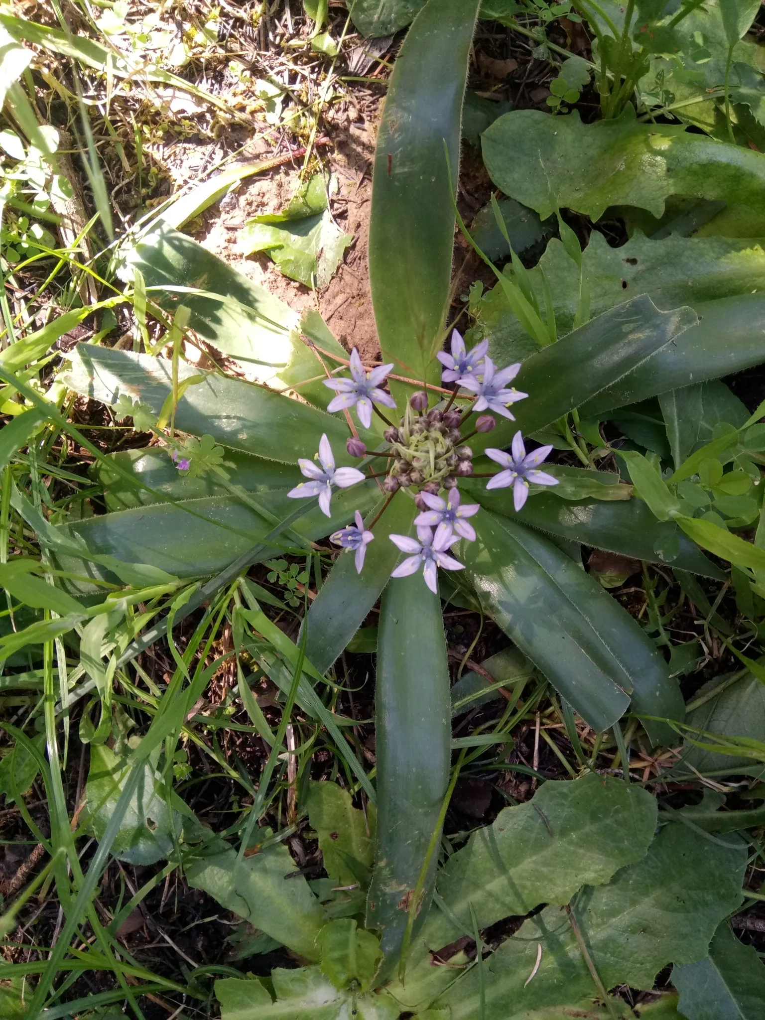 Peruvian Scilla (Scilla Peruviana) — which are a deep green and can grow up to 12-18 inches in length; providing a bold and eye-catching display, image 59