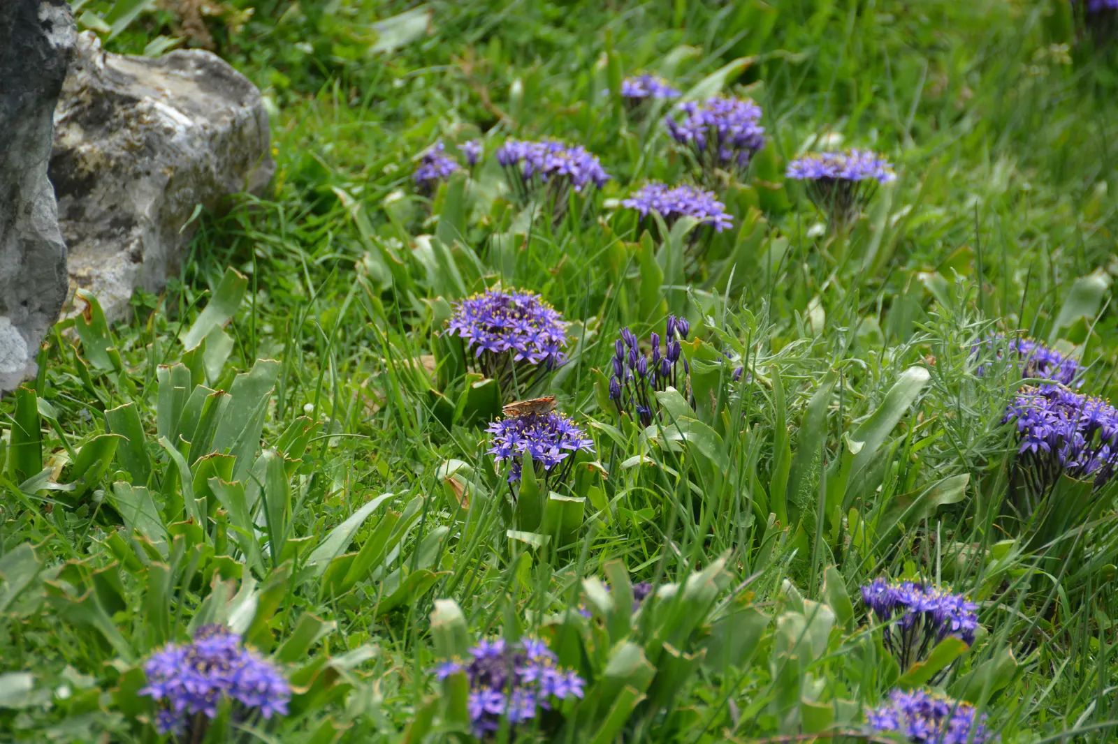 Peruvian Scilla (Scilla Peruviana) — the plant spans roughly 8-12 inches wide with broad