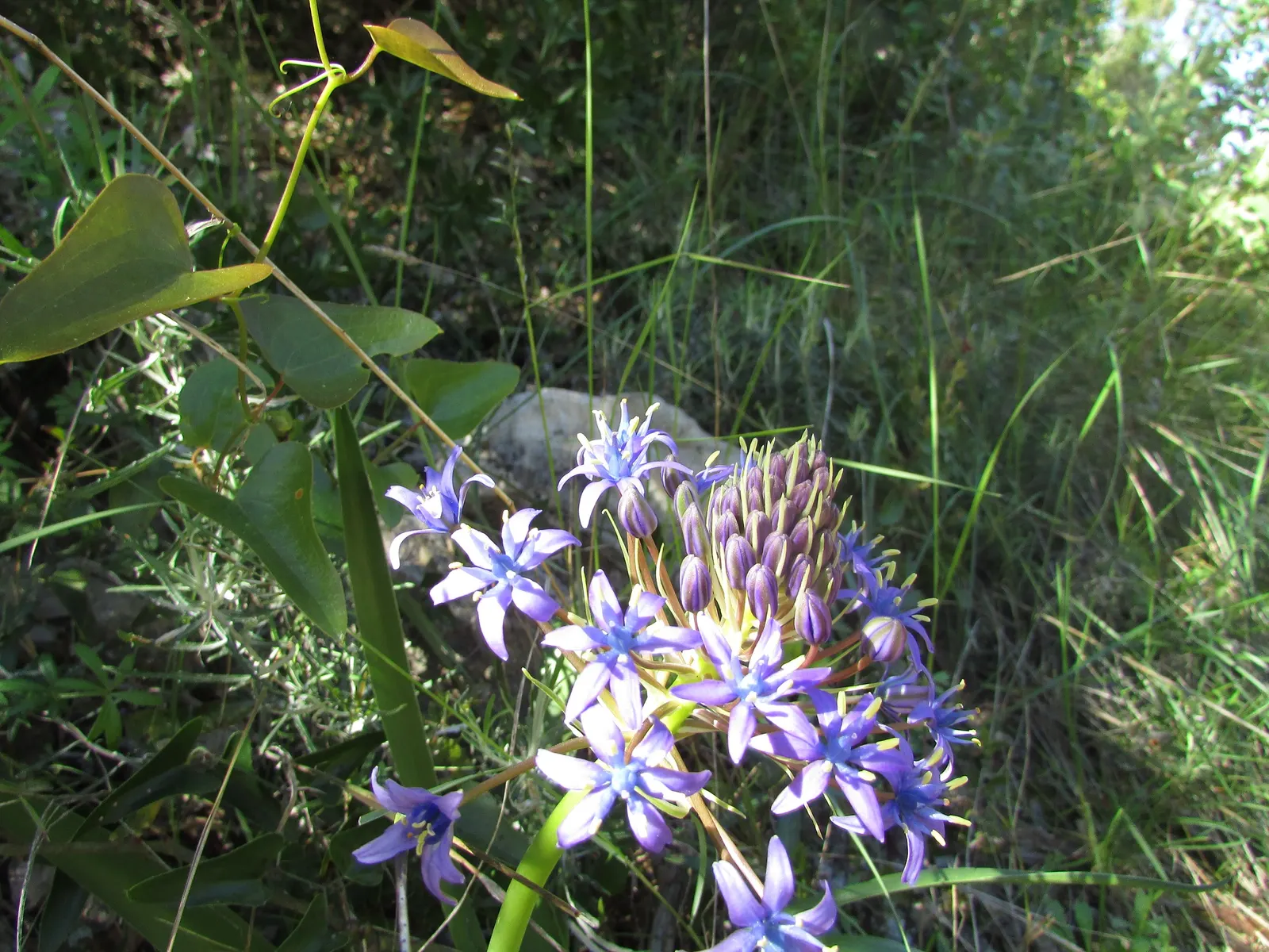 Peruvian Scilla (Scilla Peruviana) — The bloom period typically occurs in late spring to early summer; bulb / perennial for full or half, image 79
