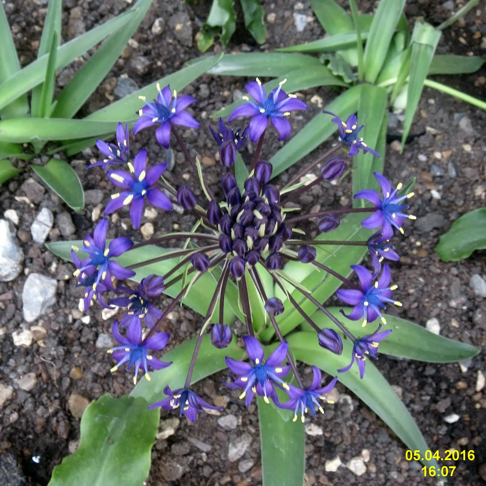 Peruvian Scilla (Scilla Peruviana) — Scilla peruviana, commonly known as Peruvian Scilla, is a striking bulbous perennial