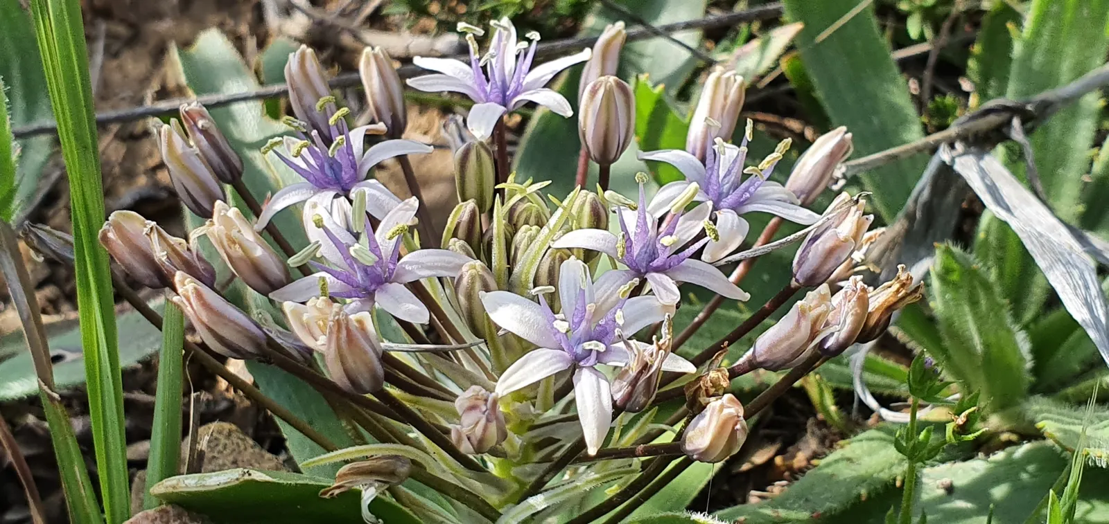 Peruvian Scilla (Scilla Peruviana) — Native to the western Mediterranean; scilla peruviana, commonly known as Peruvian Scilla, is a striking bulbous perennial