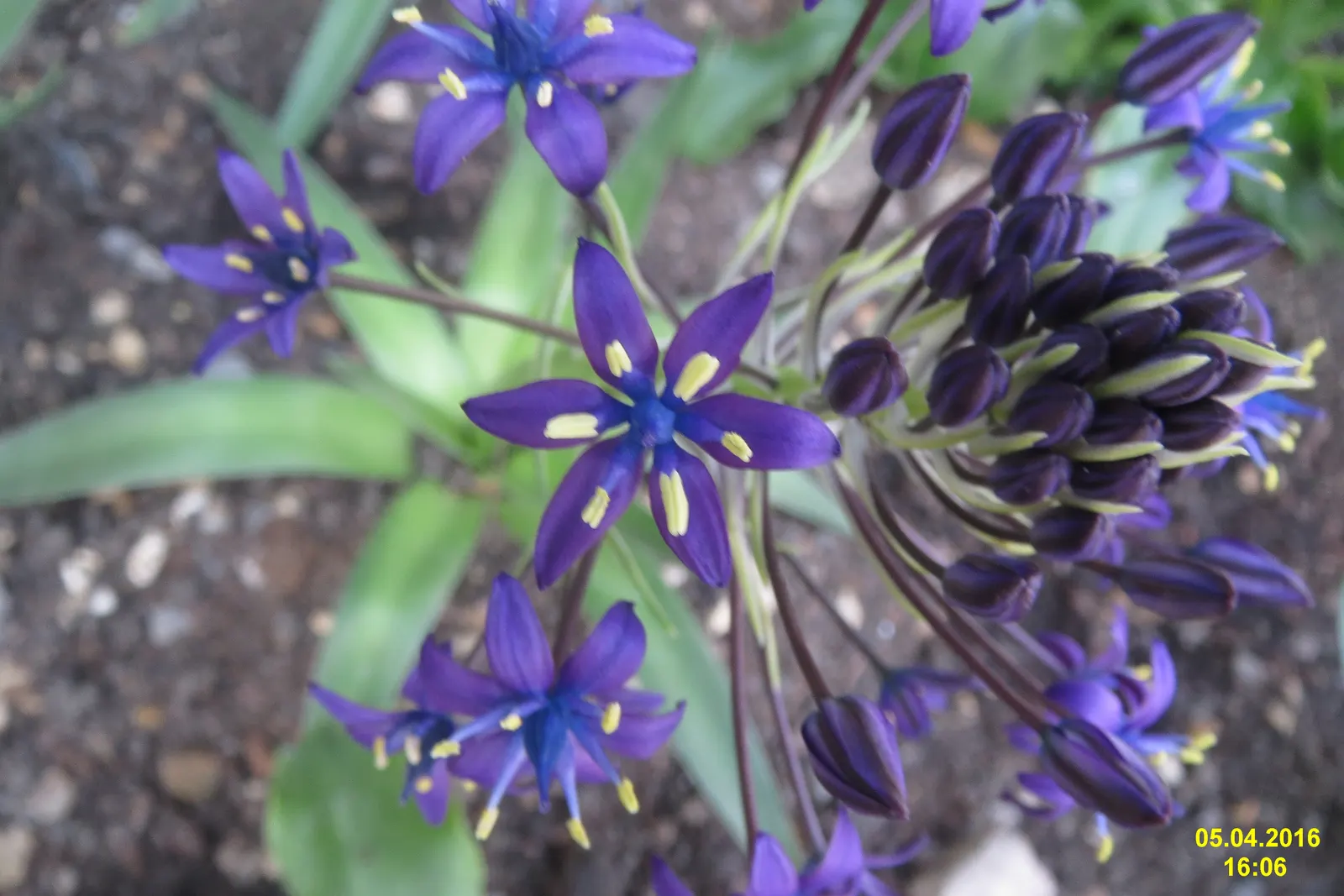 Peruvian Scilla (Scilla Peruviana) — It offers an ideal choice for borders, rock gardens, or as a striking container specimen; this frost-tender, image 61