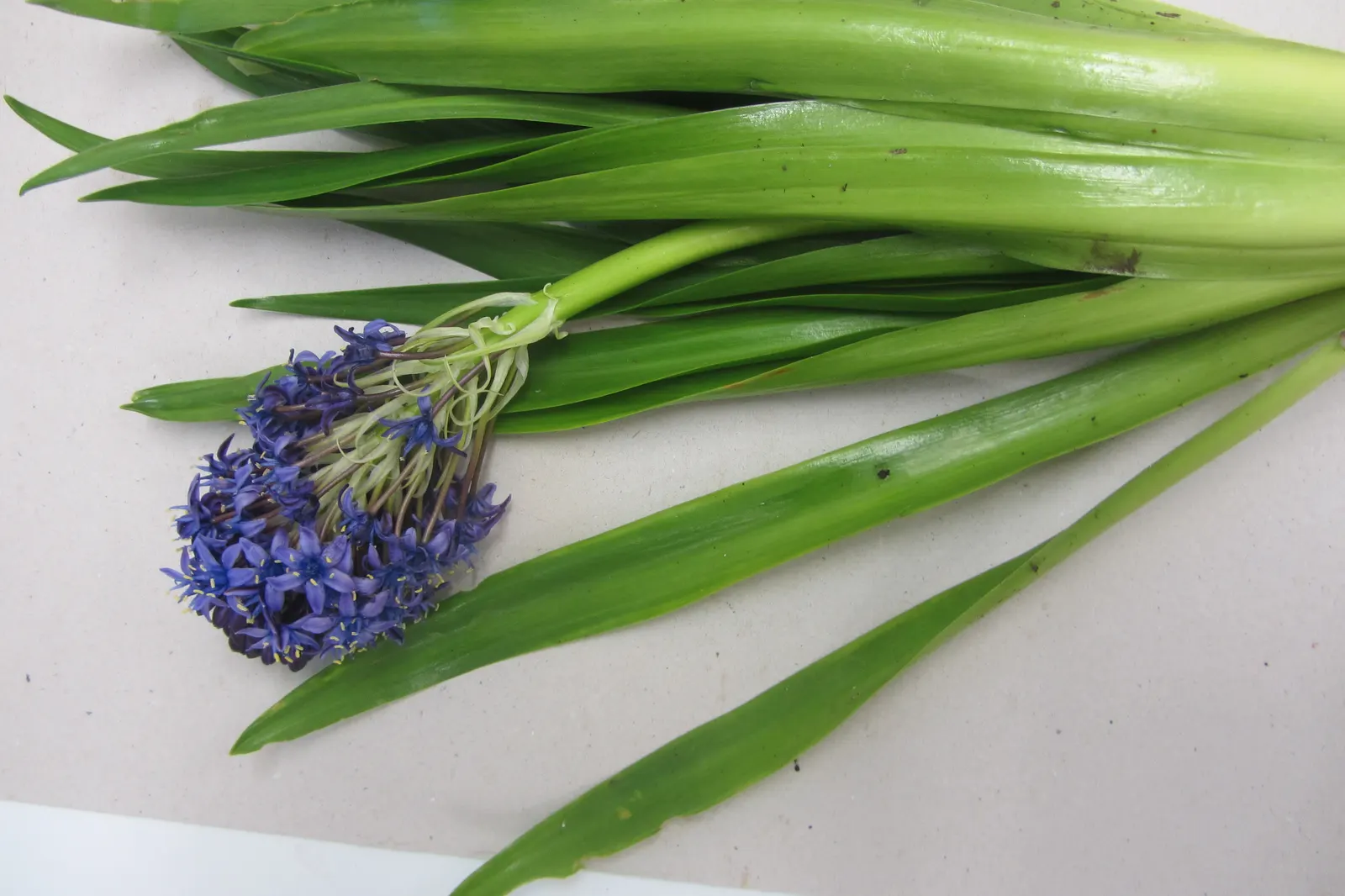 Peruvian Scilla (Scilla Peruviana) — bulb / perennial with blue and purple blooms