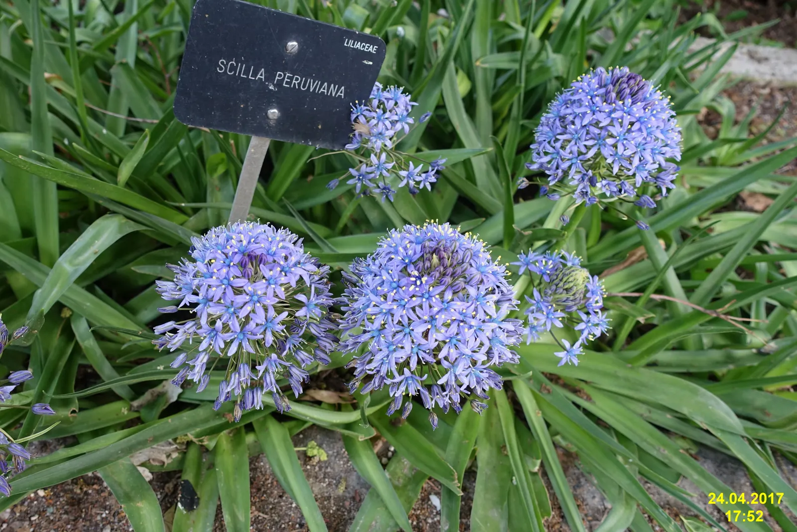 Peruvian Scilla (Scilla Peruviana) — Hardy in USDA zones 7b to 10; the bloom period typically occurs in late spring to early summer, image 84
