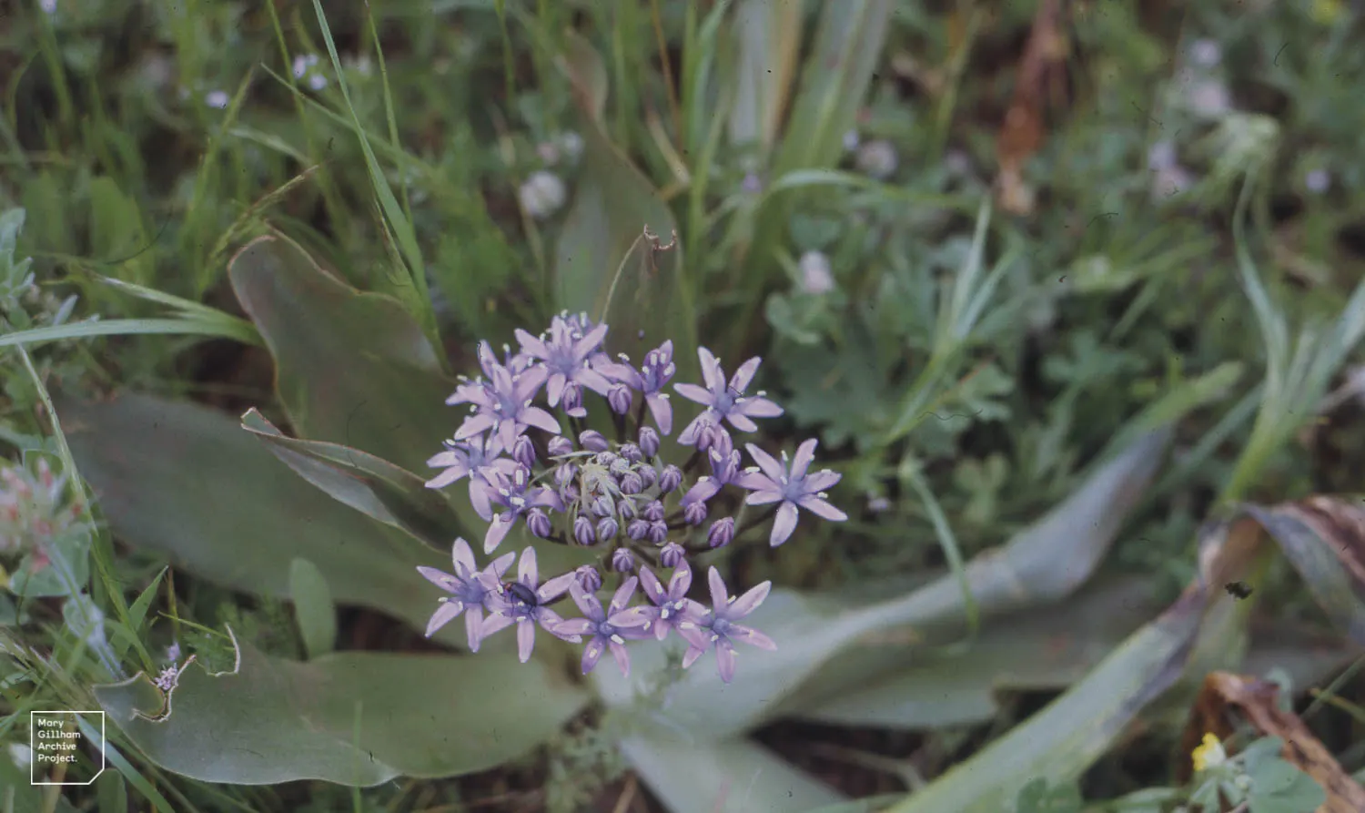 Peruvian Scilla (Scilla Peruviana) — erect stalks reaching up to 12-18 inches in height; which are a deep green and can grow up to 12-18 inches in length