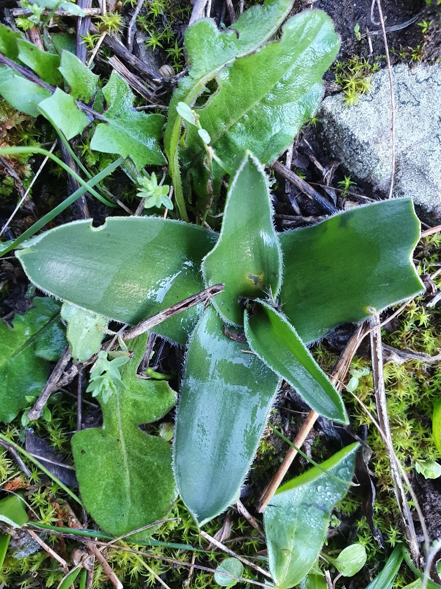 Peruvian Scilla (Scilla Peruviana) — this plant requires very little maintenance; blue and purple flowers in the garden, image 63