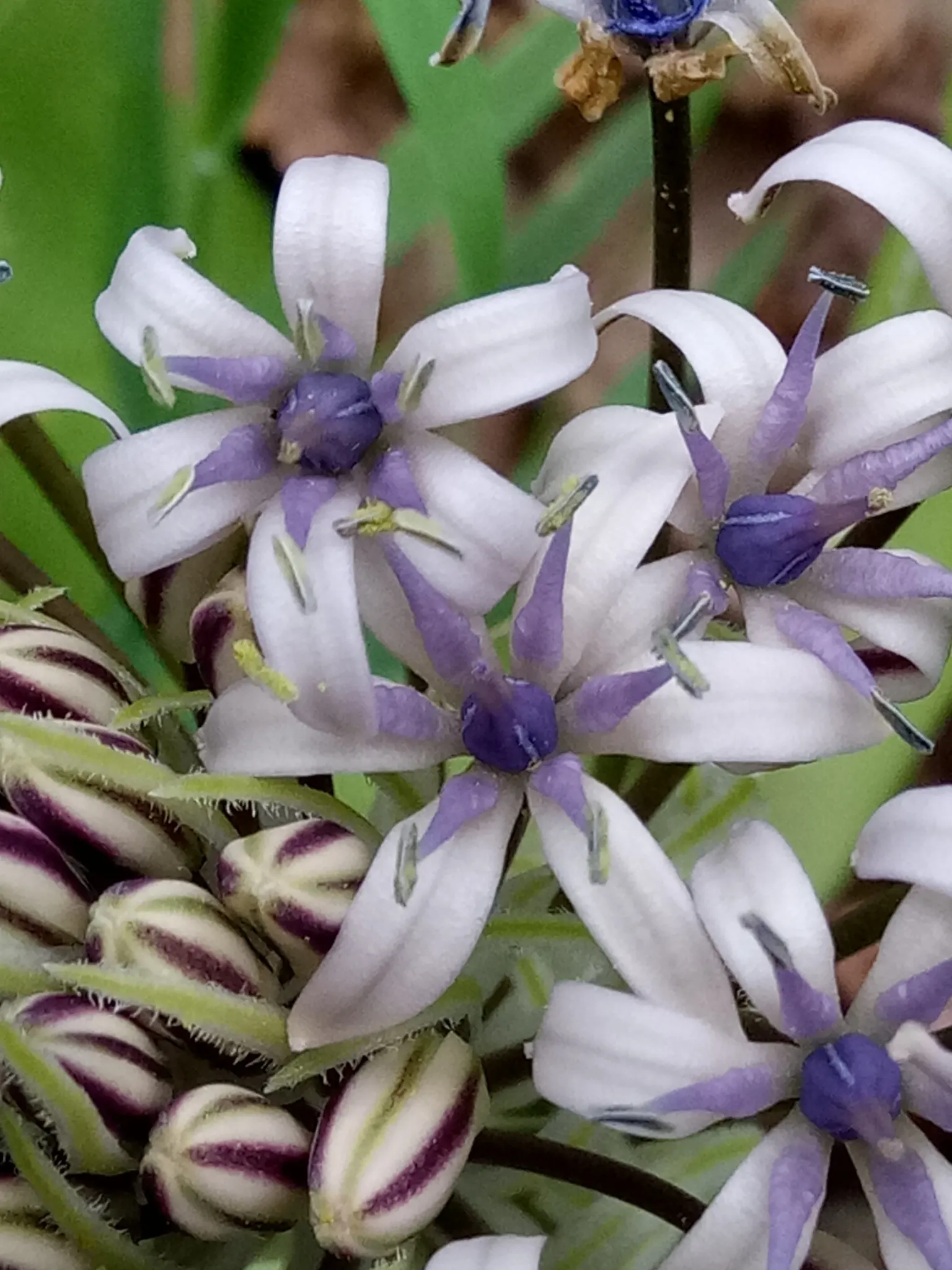 Peruvian Scilla (Scilla Peruviana) — ideal for borders and container gardening; conical clusters of star-shaped