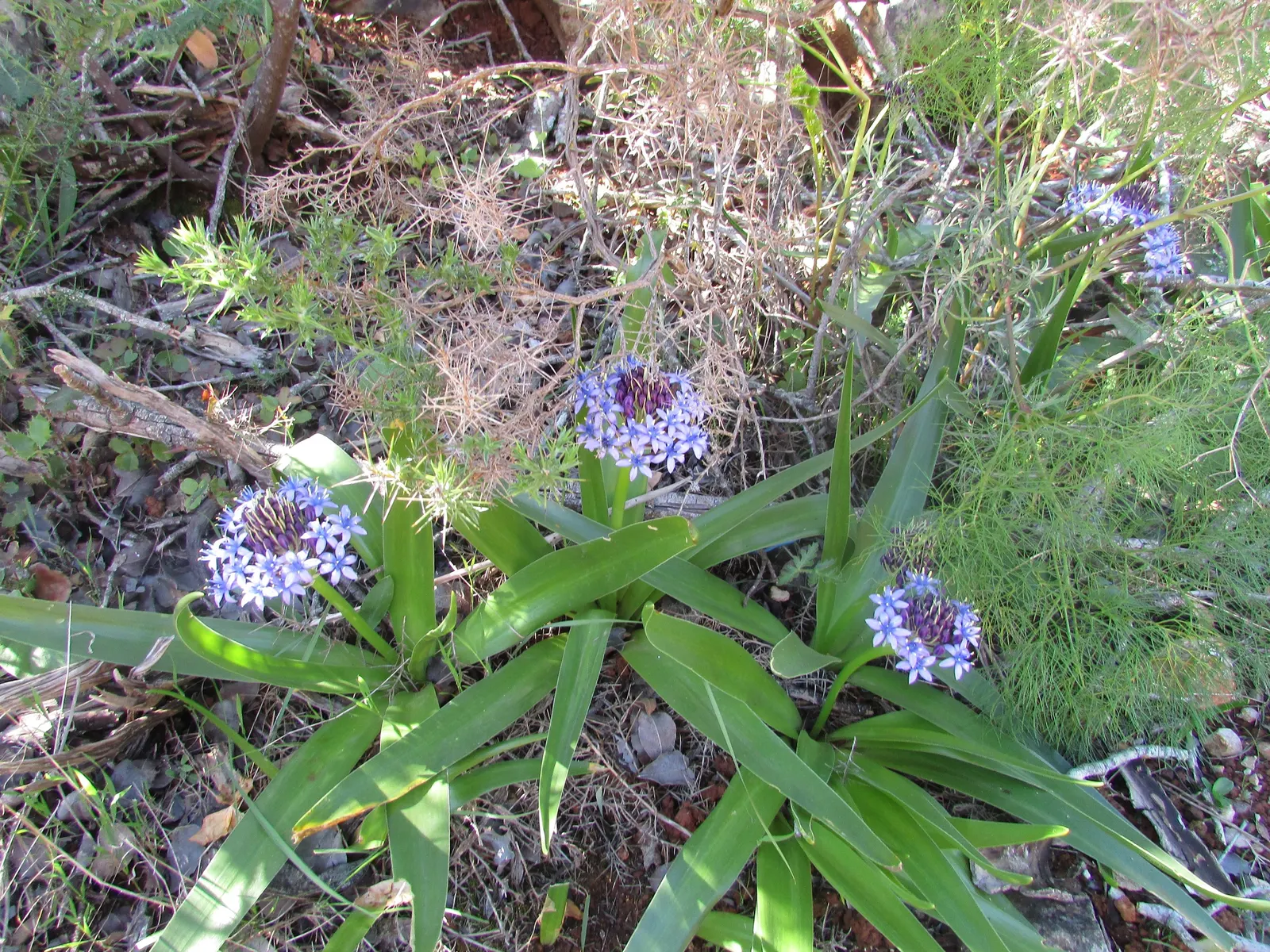 Peruvian Scilla (Scilla Peruviana) — is a striking bulbous perennial that offers a touch of vibrant color and unique texture to any garden