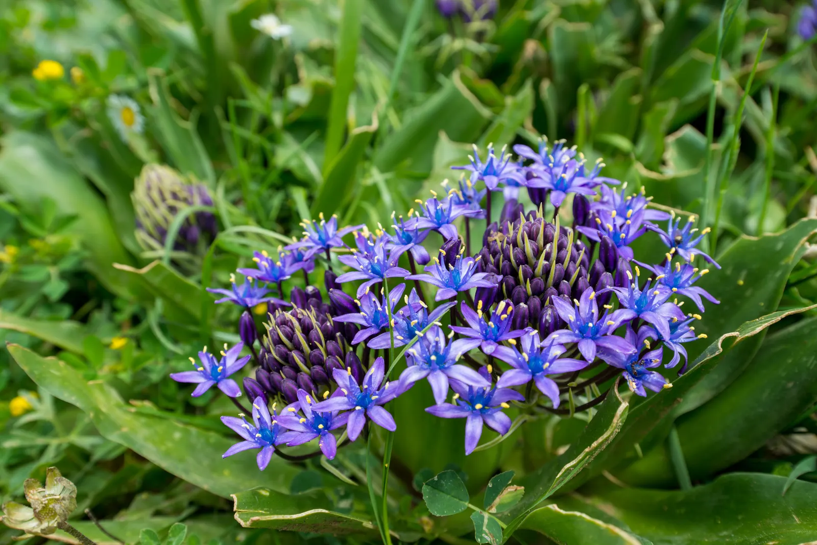 Peruvian Scilla (Scilla Peruviana) — Native to the western Mediterranean
