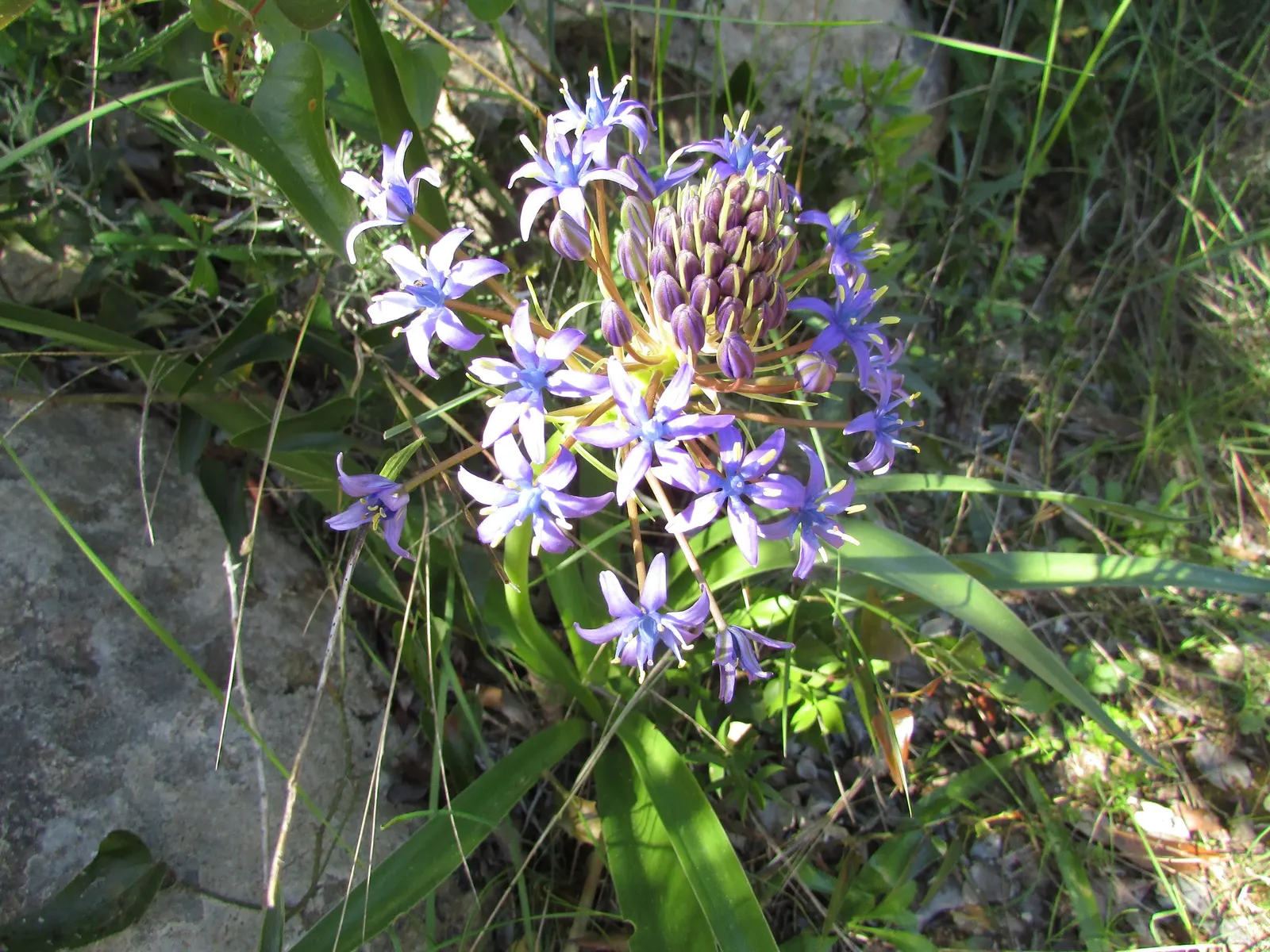 Peruvian Scilla (Scilla Peruviana) — blue and purple flowers in the garden