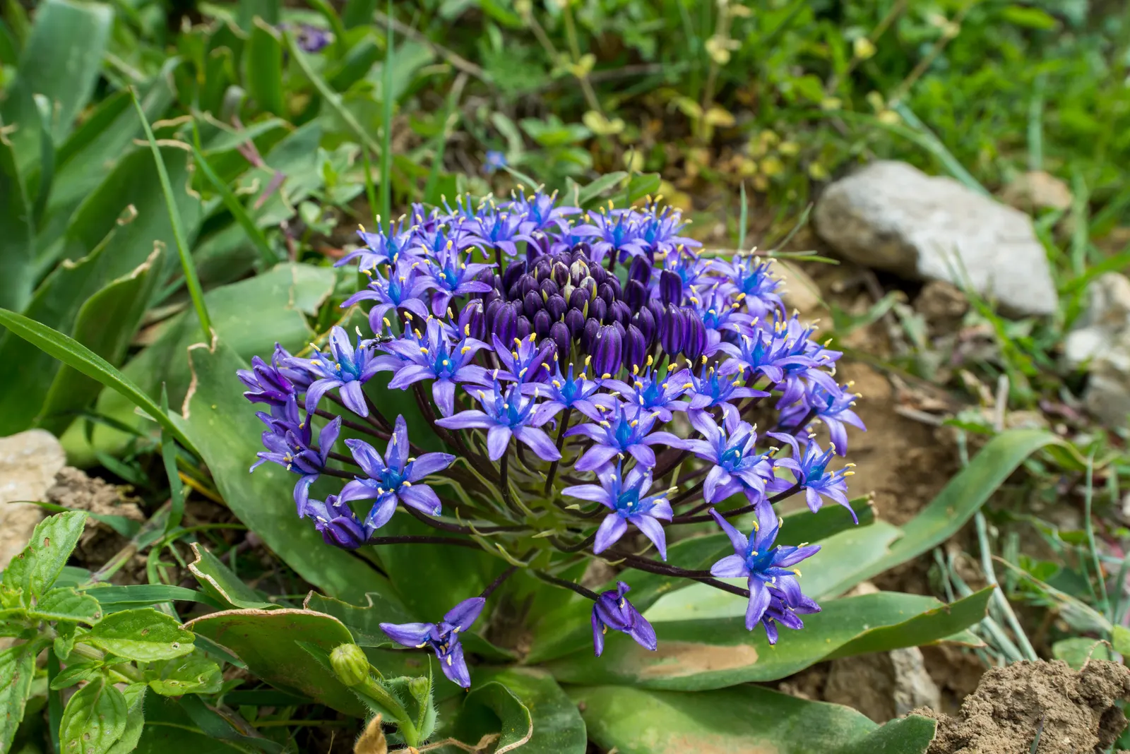 Peruvian Scilla (Scilla Peruviana) — Scilla peruviana, commonly known as Peruvian Scilla, is a striking bulbous perennial; blooming in late spring, image 45