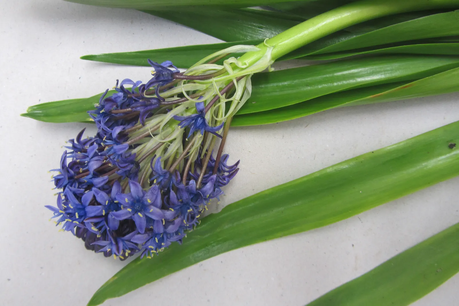 Peruvian Scilla (Scilla Peruviana) — It offers an ideal choice for borders, rock gardens, or as a striking container specimen