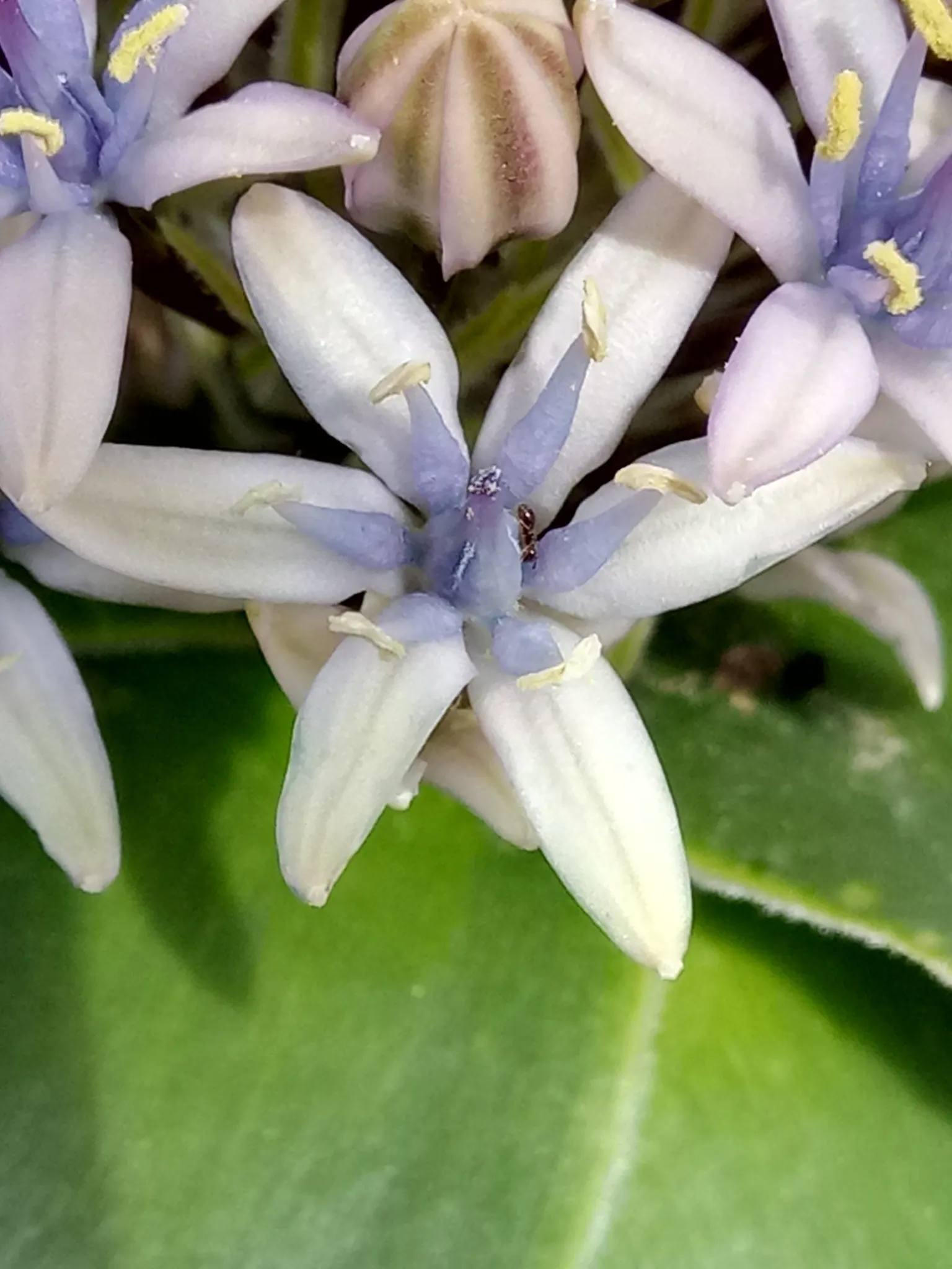 Peruvian Scilla (Scilla Peruviana) — this plant requires very little maintenance