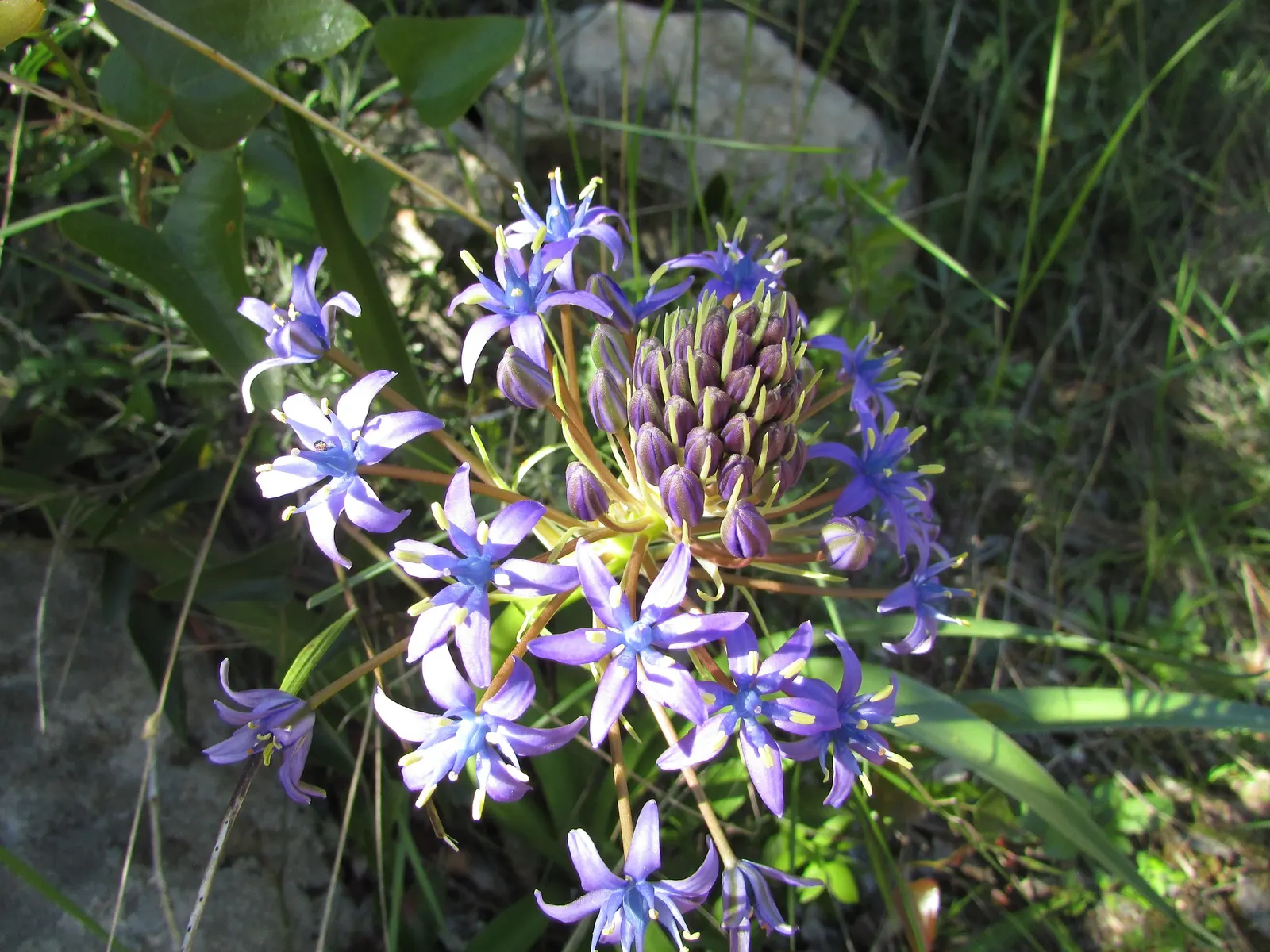Peruvian Scilla (Scilla Peruviana) — although it is fairly drought-tolerant once established; bulb / perennial with blue and purple blooms, image 60