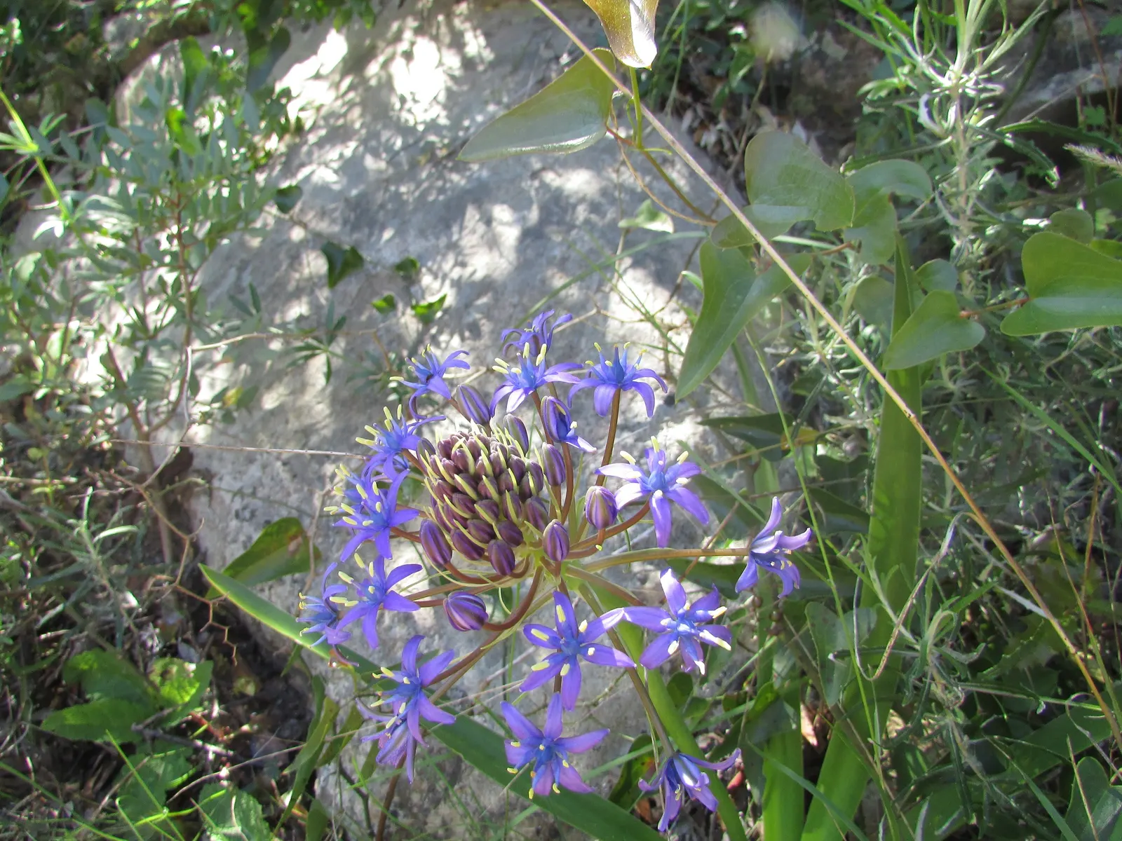 Peruvian Scilla (Scilla Peruviana) — although it is fairly drought-tolerant once established