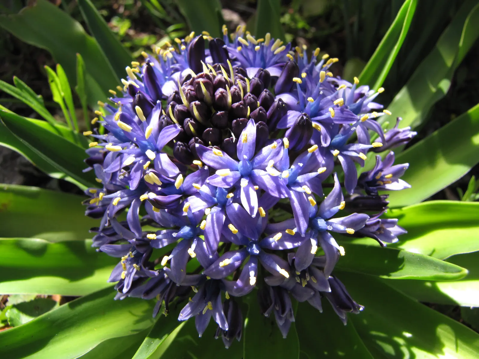 Peruvian Scilla (Scilla Peruviana) — conical clusters of star-shaped; deep blue to violet flowers, image 68