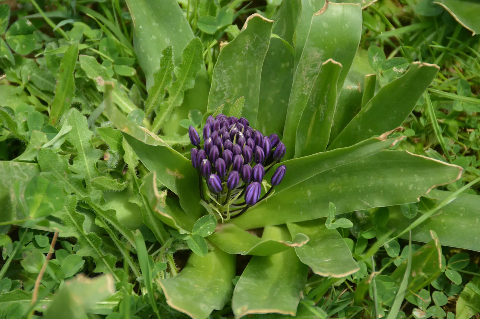Peruvian Scilla (Scilla Peruviana) — this plant requires very little maintenance; blue and purple flowers in the garden