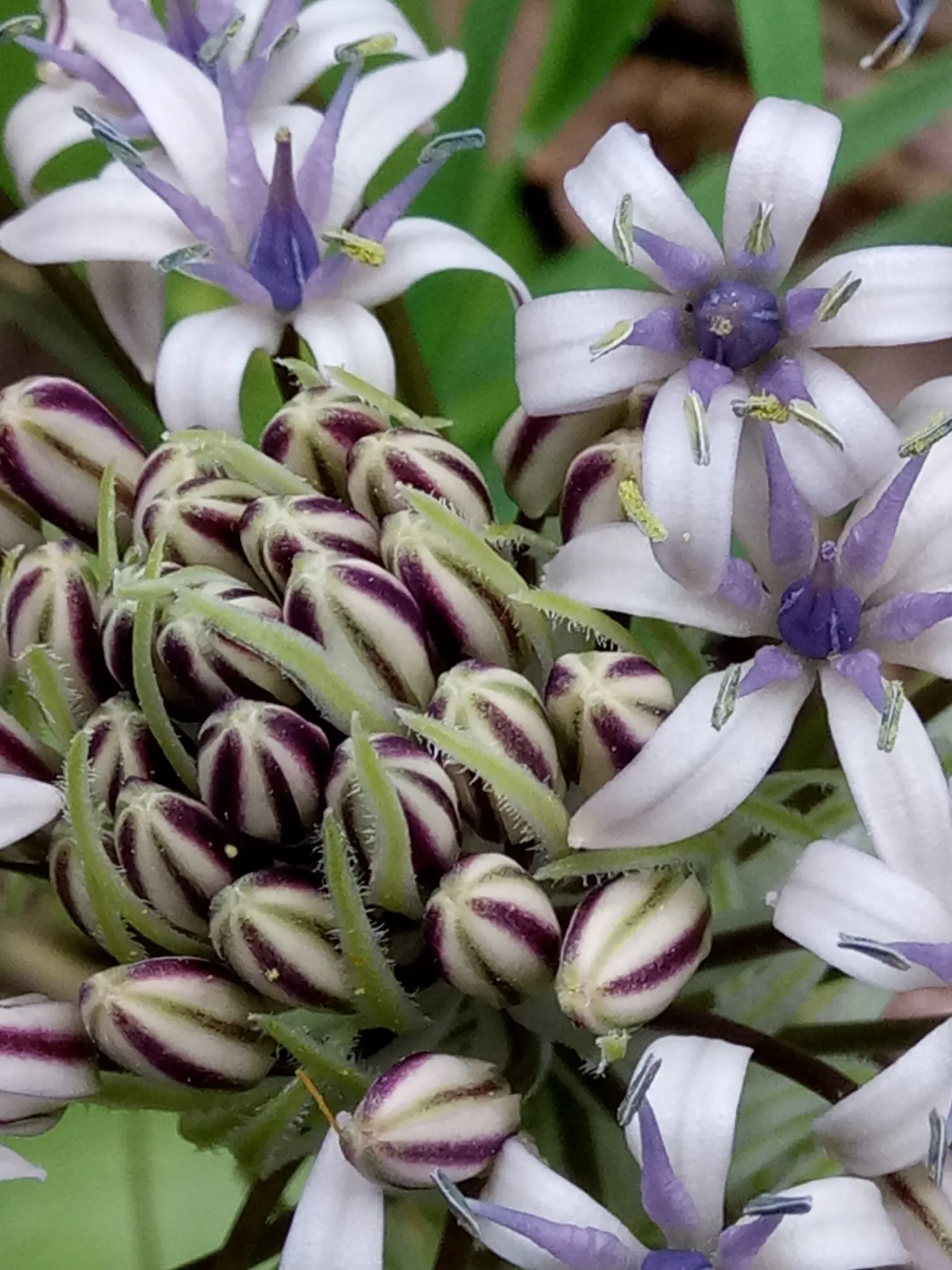 Peruvian Scilla (Scilla Peruviana) — Scilla peruviana, commonly known as Peruvian Scilla, is a striking bulbous perennial; blooming in late spring to early