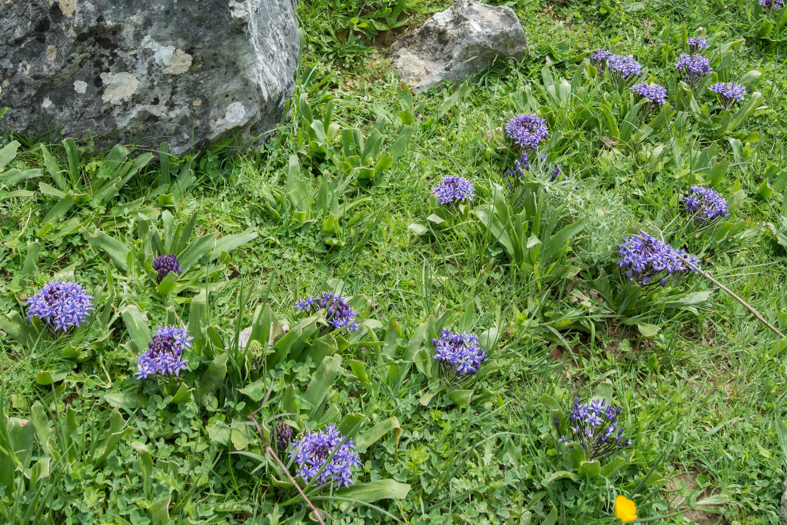 Peruvian Scilla (Scilla Peruviana) — deep blue to violet flowers; commonly referred to as the Peruvian Scilla or Portuguese Squill, image 77