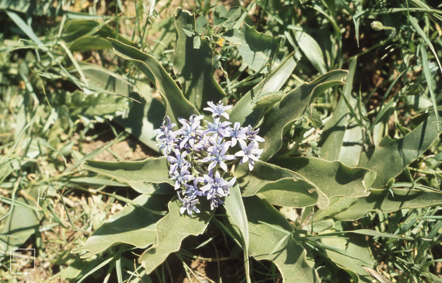 Peruvian Scilla (Scilla Peruviana) — It offers an ideal choice for borders, rock gardens, or as a striking container specimen; this frost-tender beauty thrives