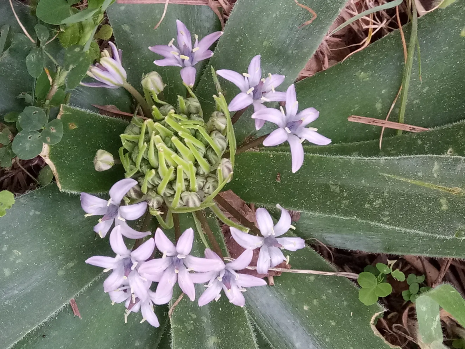 Peruvian Scilla (Scilla Peruviana) — bulb / perennial for full or half; this plant requires very little maintenance, image 66