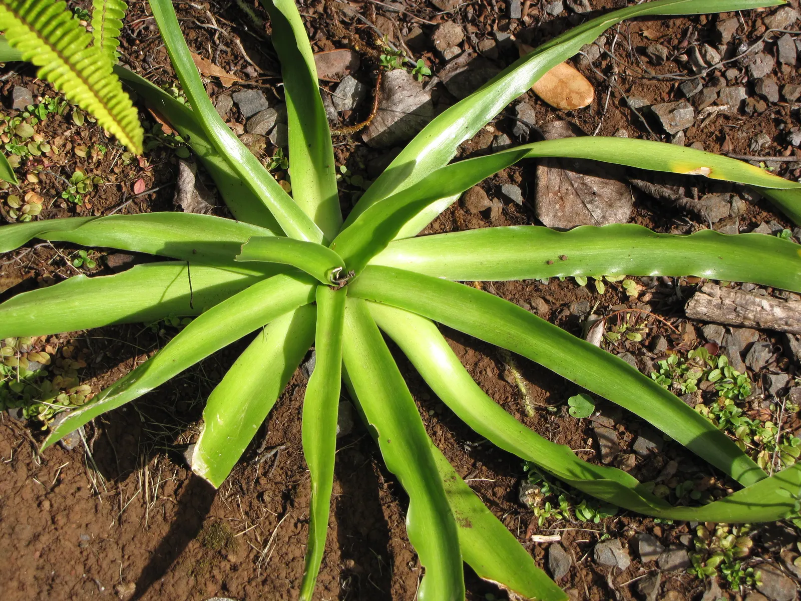 Peruvian Scilla (Scilla Peruviana) — Blooming in late spring to early summer; each cluster reaching up to 6 inches in height, image 48