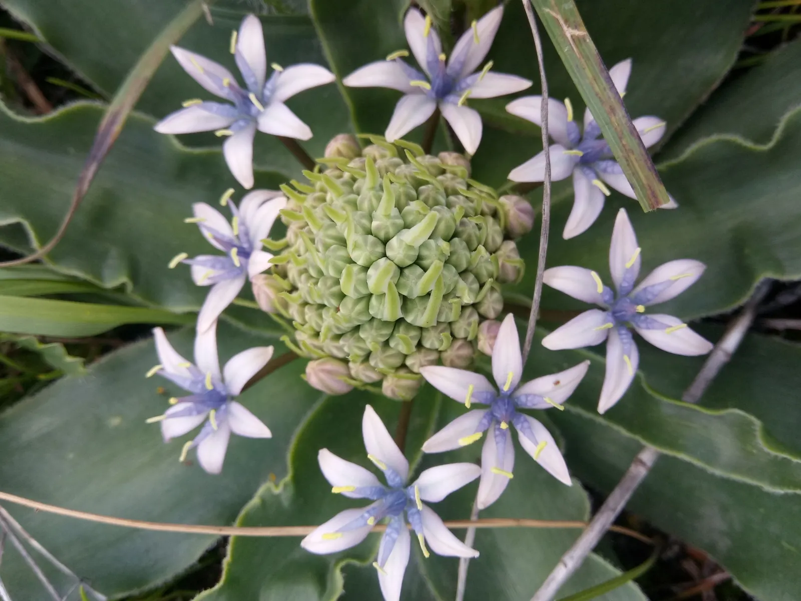 Peruvian Scilla (Scilla Peruviana) — This frost-tender beauty thrives in full sun to partial shade and well-drained soil; it offers an ideal choice, image 50