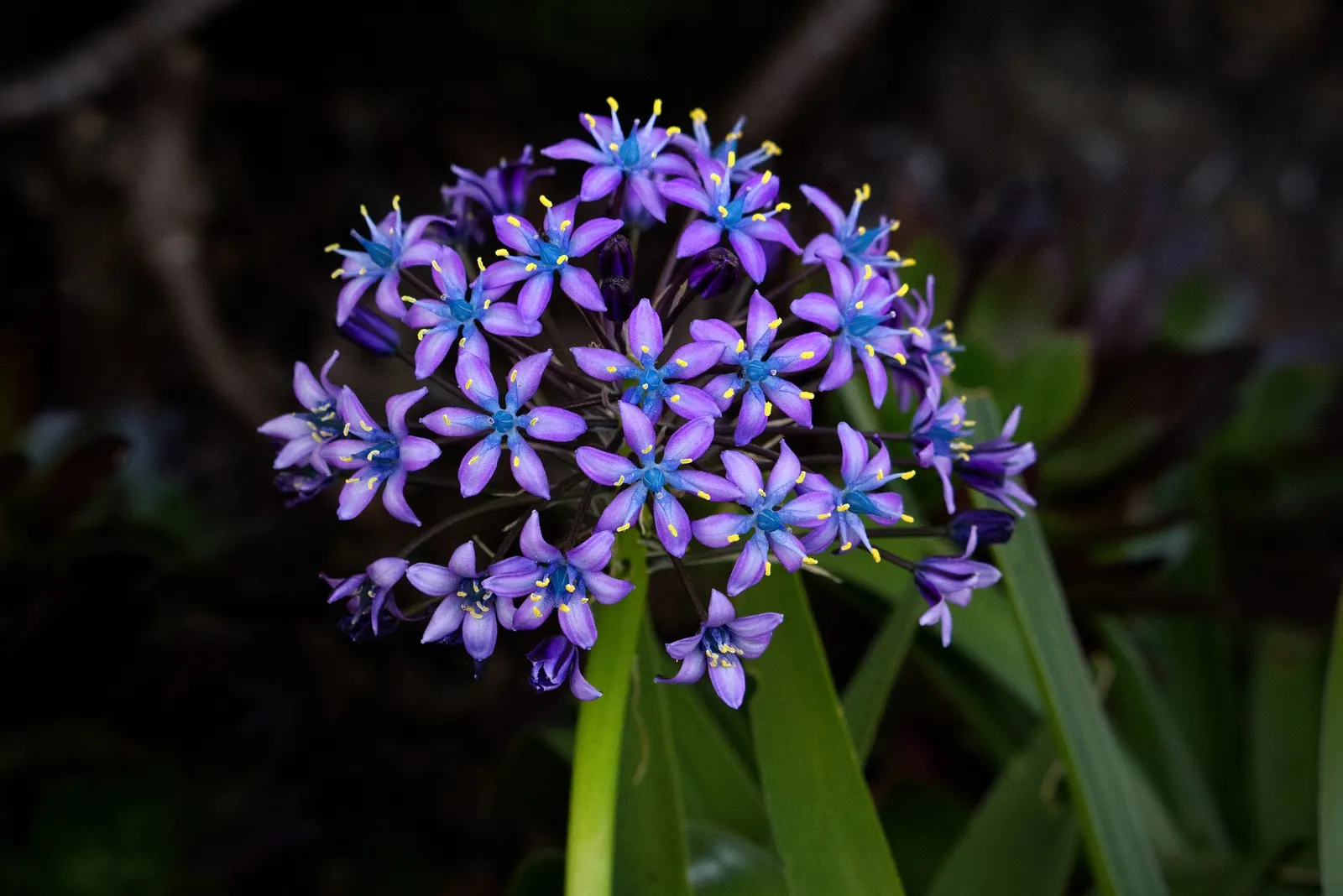 Peruvian Scilla (Scilla Peruviana) — commonly referred to as the Peruvian Scilla or Portuguese Squill; is a striking bulbous perennial that offers a touch of