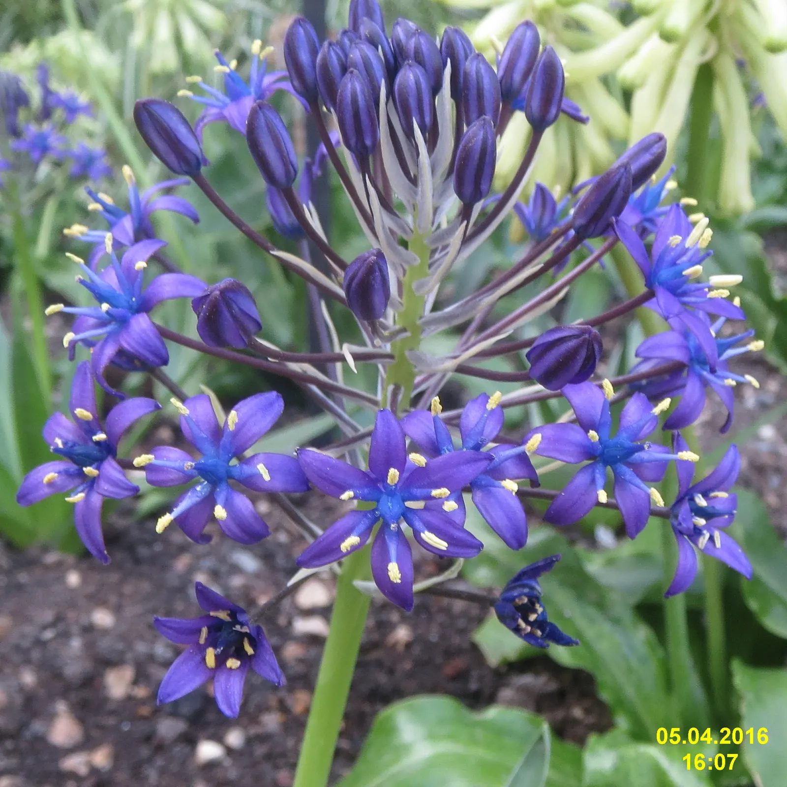 Peruvian Scilla (Scilla Peruviana) — commonly referred to as the Peruvian Scilla or Portuguese Squill; is a striking bulbous perennial that offers, image 52