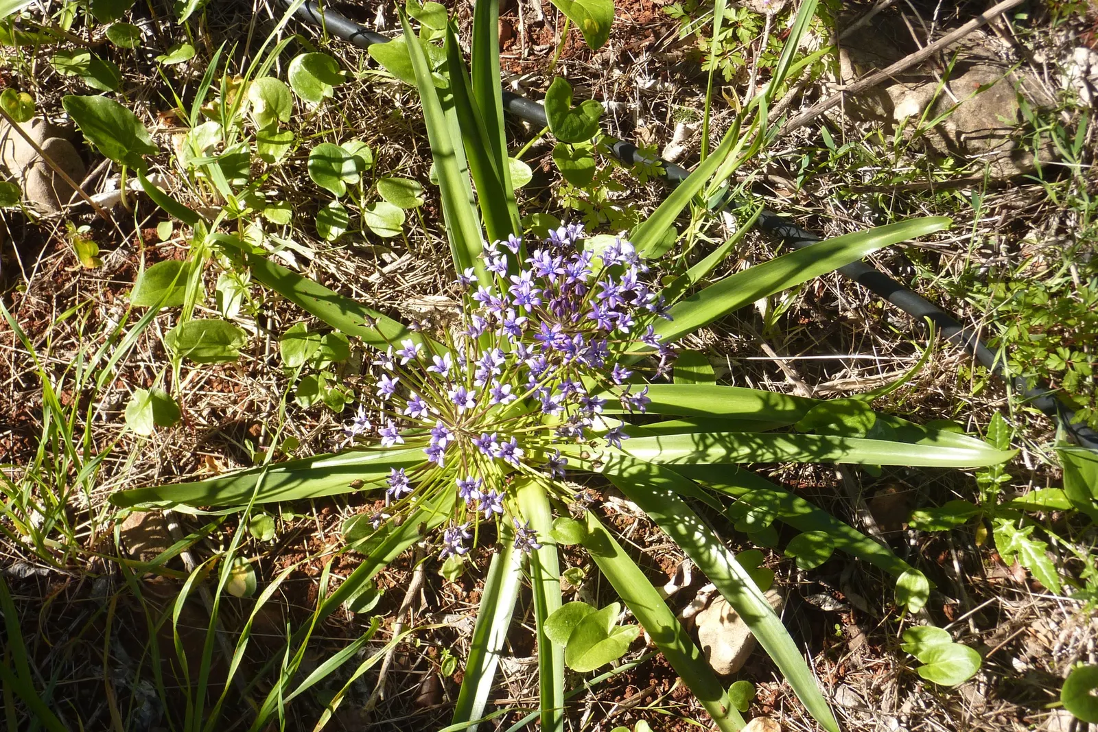 Peruvian Scilla (Scilla Peruviana) — blue and purple flowers in the garden; the plant spans roughly 8-12 inches wide with broad