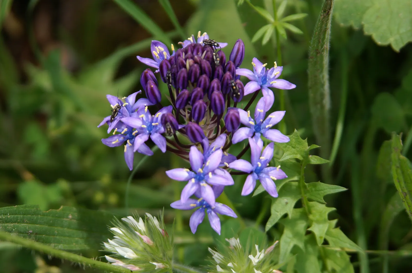 Peruvian Scilla (Scilla Peruviana) — deep blue to violet flowers
