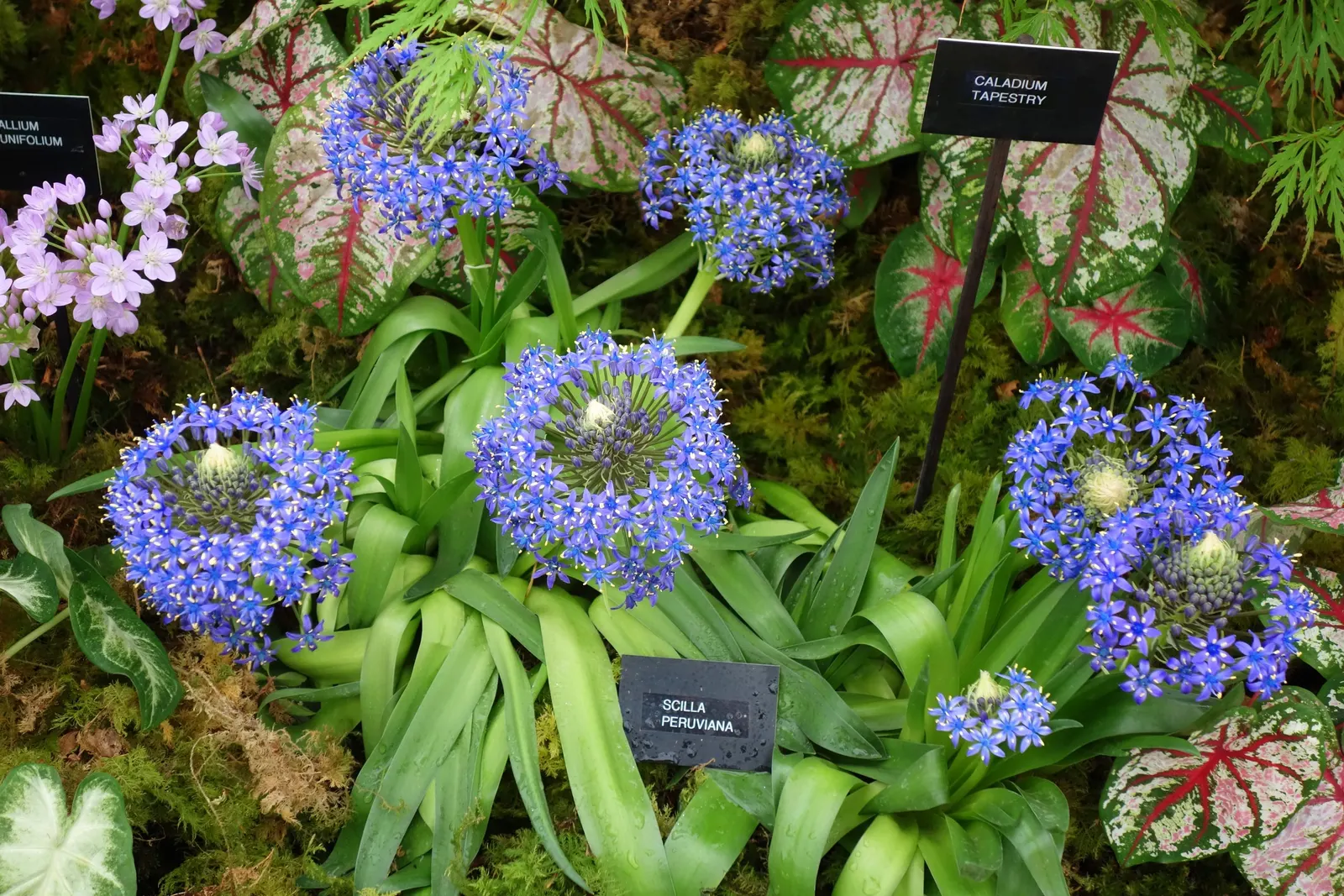 Peruvian Scilla (Scilla Peruviana) — Hardy in USDA zones 7b to 10