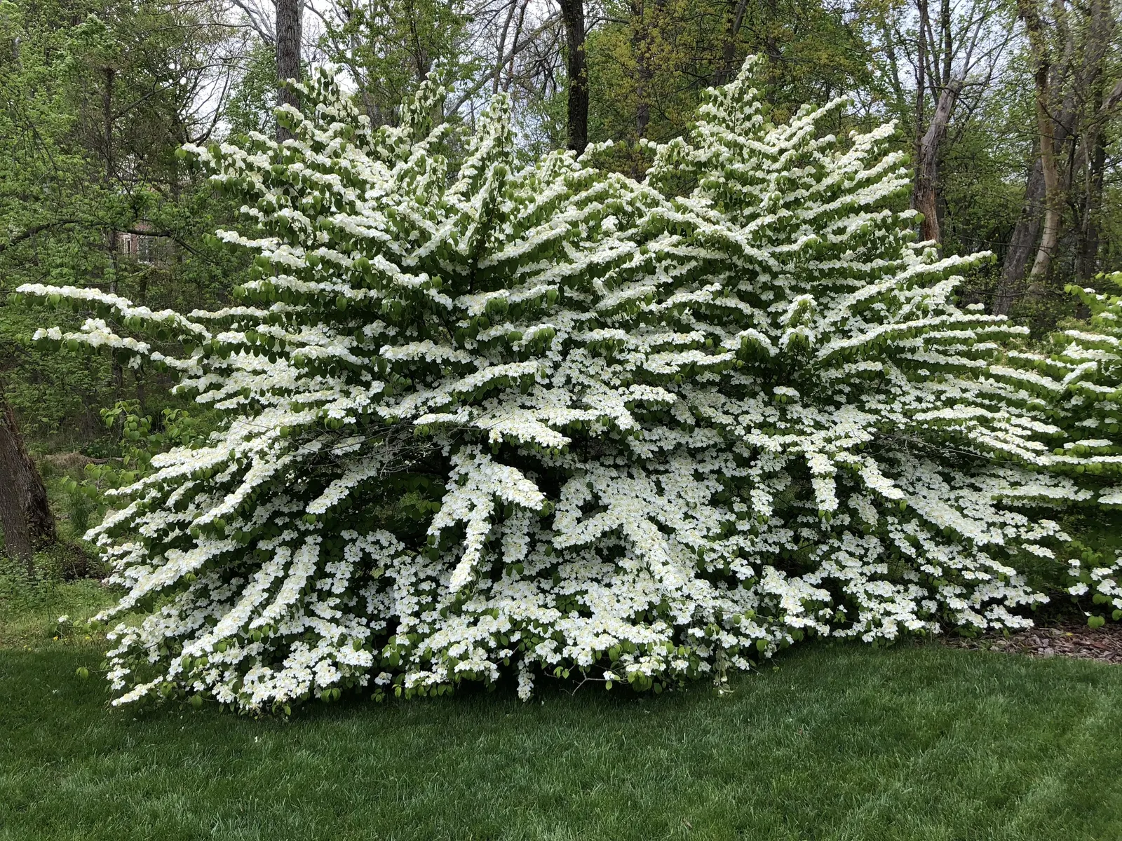 Summer Snowflake Doublefile Viburnu (Viburnum 'Summer Snowflake') — Excellent for mixed borders and foundation plantings