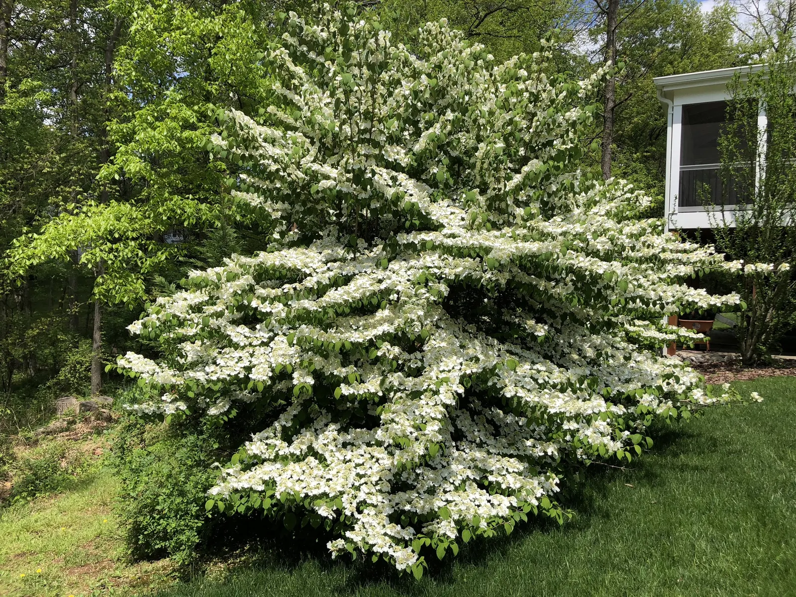 Summer Snowflake Doublefile Viburnu (Viburnum 'Summer Snowflake') — lace-cap flowers in late spring to early summer