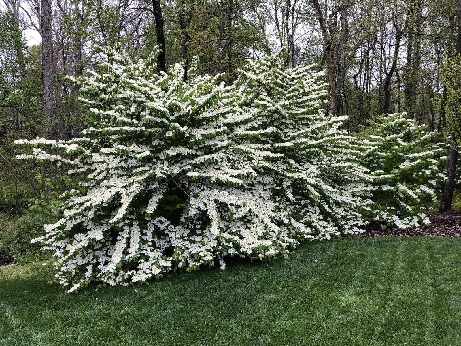 Summer Snowflake Doublefile Viburnu (Viburnum 'Summer Snowflake') — lace-cap flowers reminiscent of snowflakes