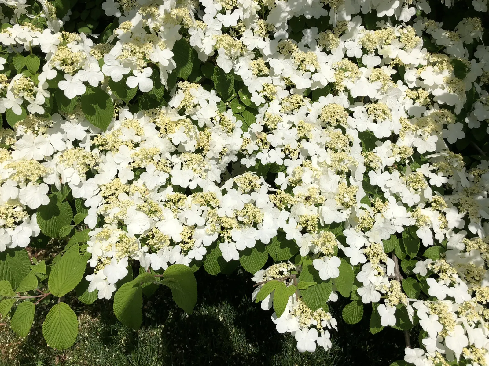 Summer Snowflake Doublefile Viburnu (Viburnum 'Summer Snowflake') — Dark green leaves transition to a vibrant red in fall