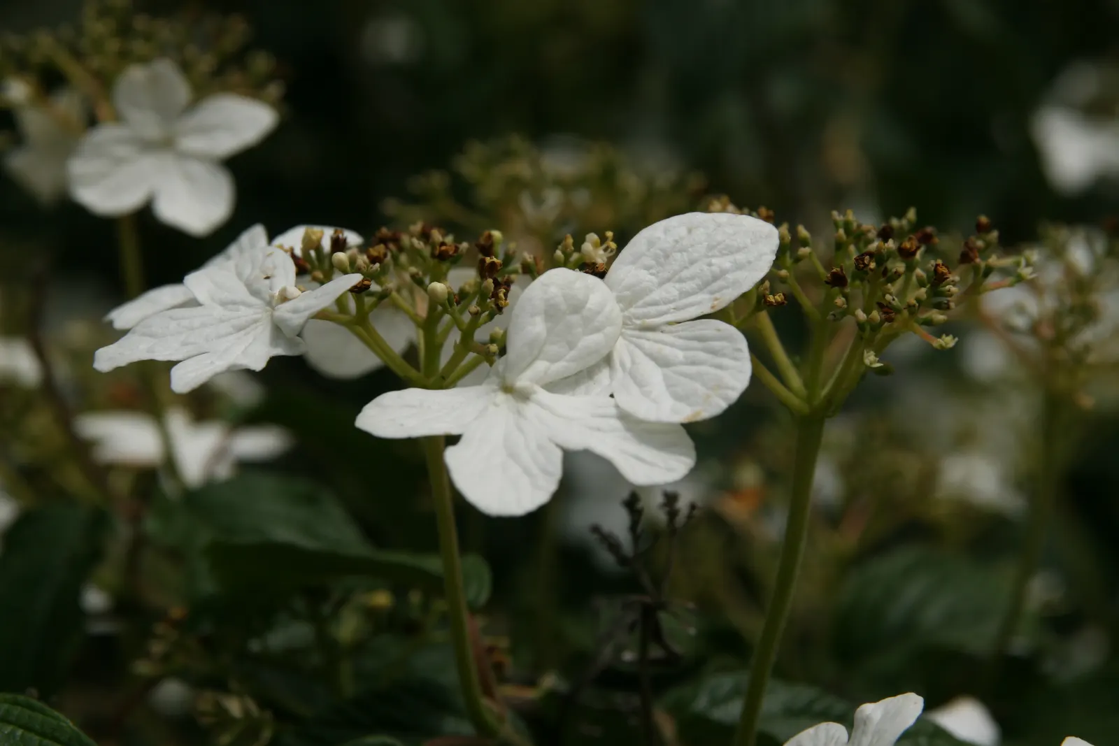 Summer Snowflake Doublefile Viburnu (Viburnum 'Summer Snowflake') — Although compact relative to its species