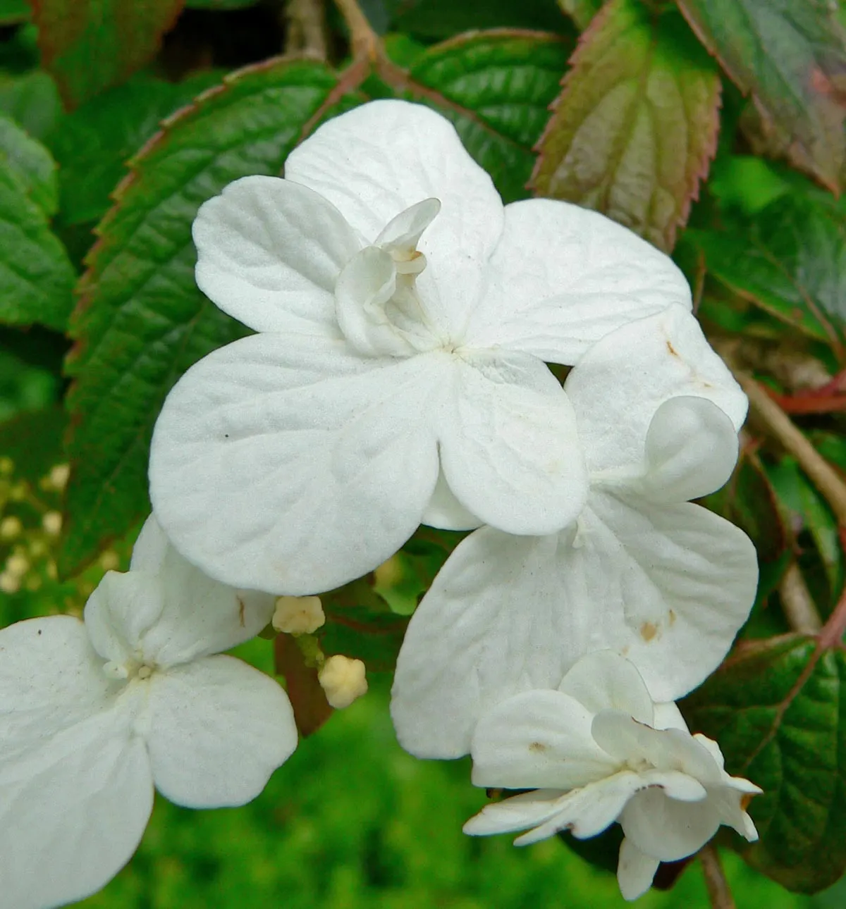 Summer Snowflake Doublefile Viburnu (Viburnum 'Summer Snowflake') — The Summer Snowflake Doublefile Viburnum ('Viburnum plicatum f