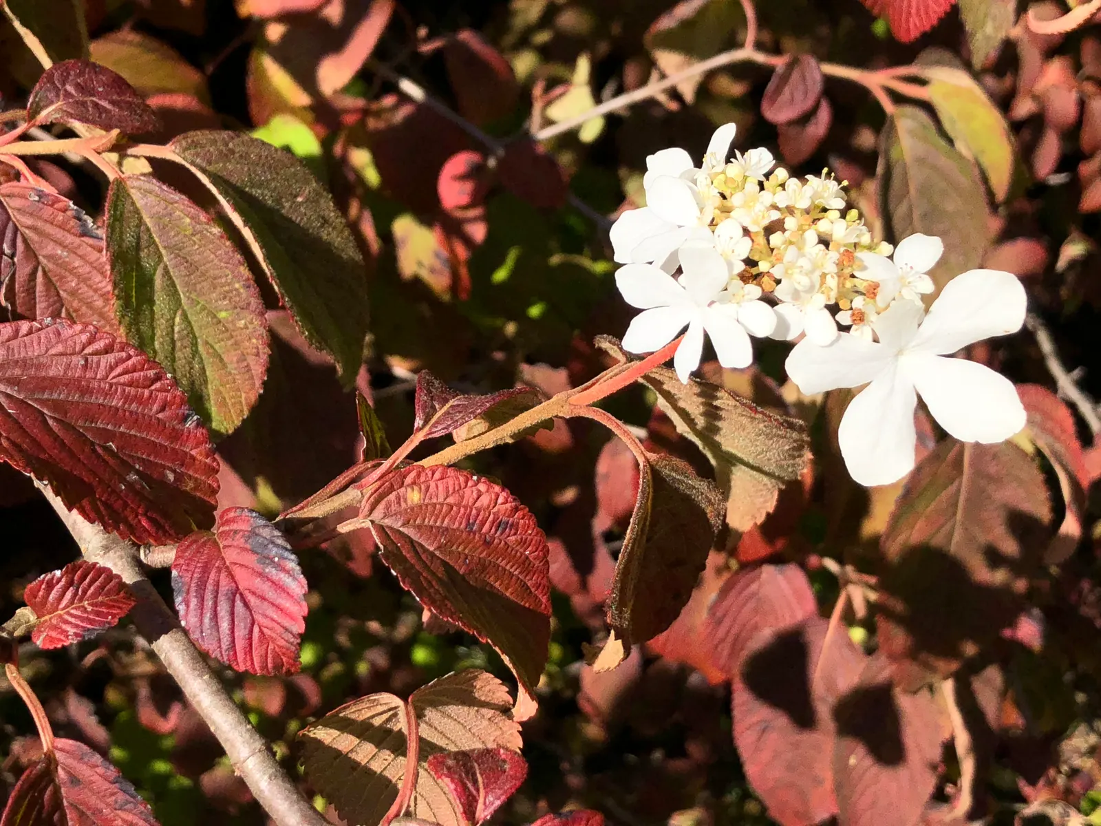 Summer Snowflake Doublefile Viburnu (Viburnum 'Summer Snowflake') — Plant in well-drained soil and partial to full sun