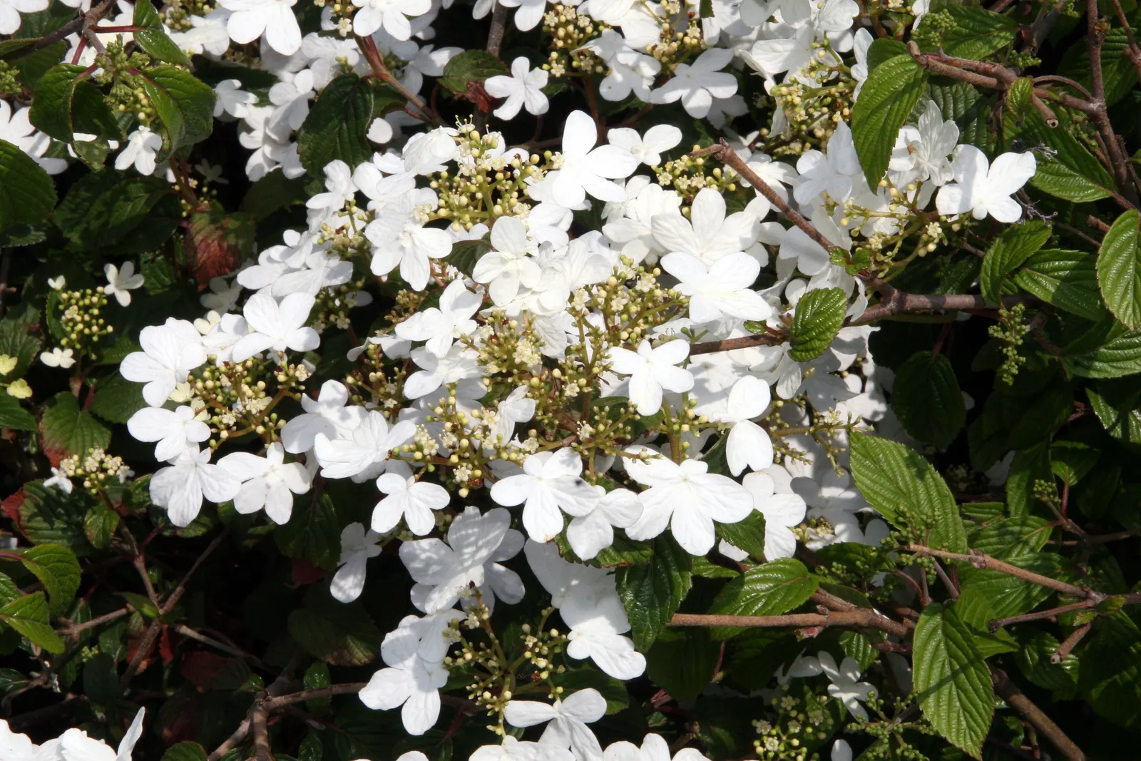 Summer Snowflake Doublefile Viburnu (Viburnum 'Summer Snowflake') — providing persistent visual appeal