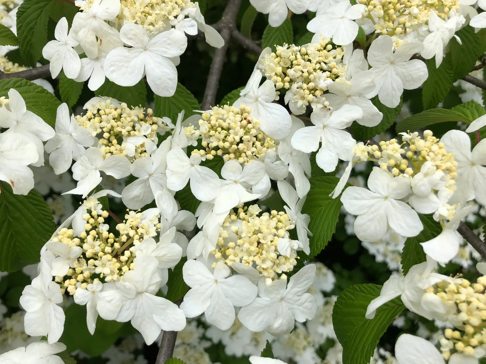 Summer Snowflake Doublefile Viburnu (Viburnum 'Summer Snowflake') — tomentosum 'Summer Snowflake') is a compact, multi-stemmed shrub, reaching 3-5 feet in