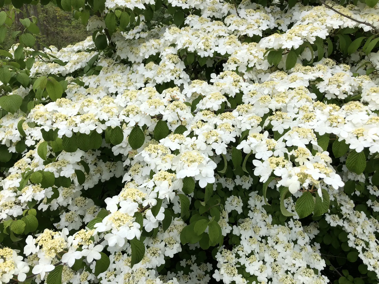 Summer Snowflake Doublefile Viburnu (Viburnum 'Summer Snowflake') — It features distinctive layered branches adorned with white