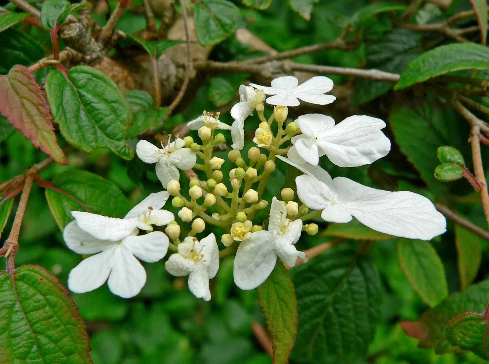 Summer Snowflake Doublefile Viburnu (Viburnum 'Summer Snowflake') — it generally reaches an average height of 4 to 6 feet with a spread of 5 to 7 feet