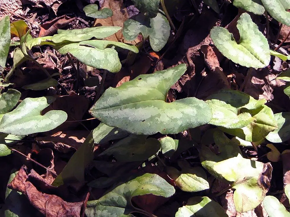 Chinese Wild Ginger (Asarum Splendens) — and spreading out approximately 20 to 30 inches.<br><br>Tucked beneath the foliage