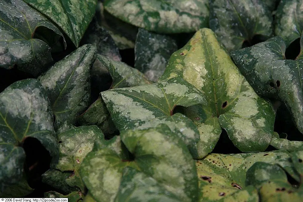 Chinese Wild Ginger (Asarum Splendens) — The leaves create an arresting tapestry of deep green and silvery hues