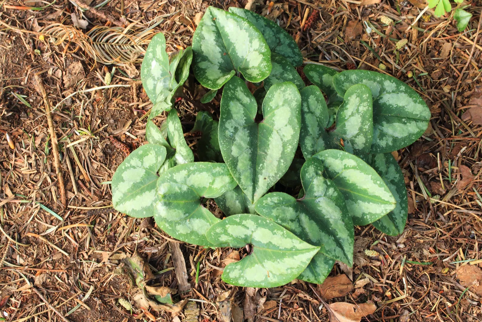 Chinese Wild Ginger (Asarum Splendens) — Asarum splendens, or Chinese Wild Ginger, is an eye-catching groundcover that thrives in partial to full shade