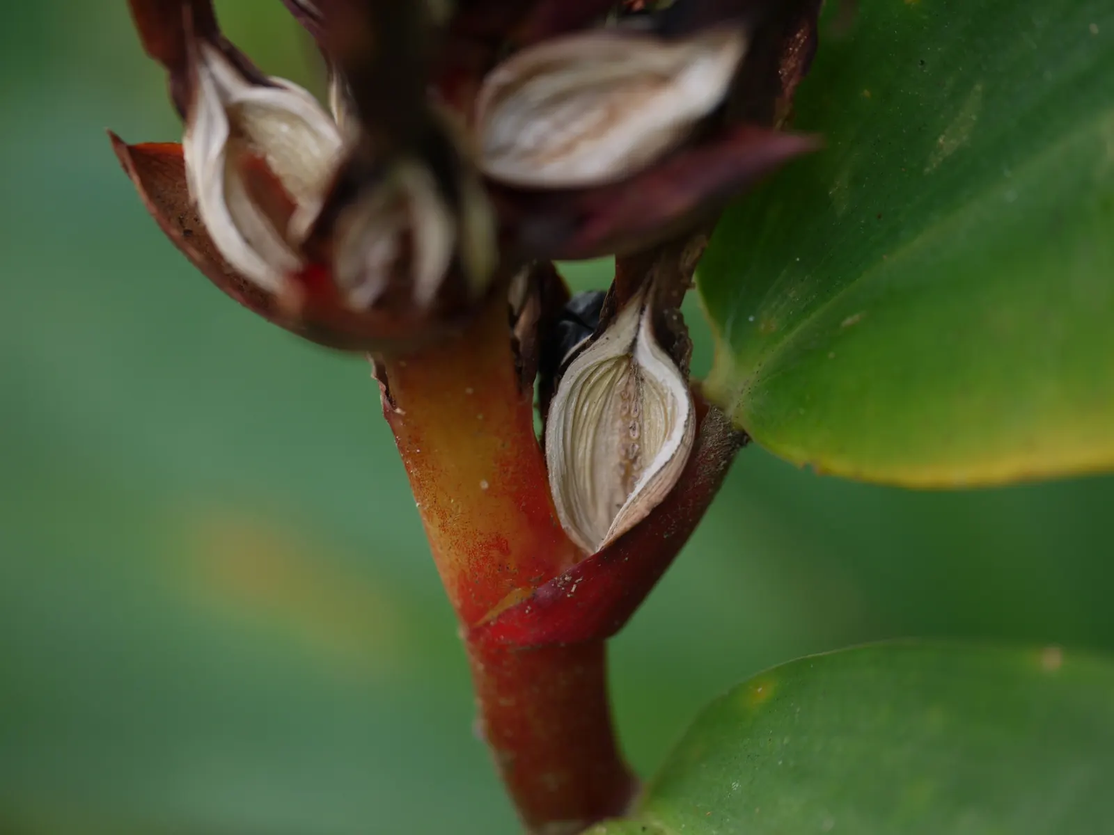 Chinese Wild Ginger (Asarum Splendens) — ground cover for half or shade