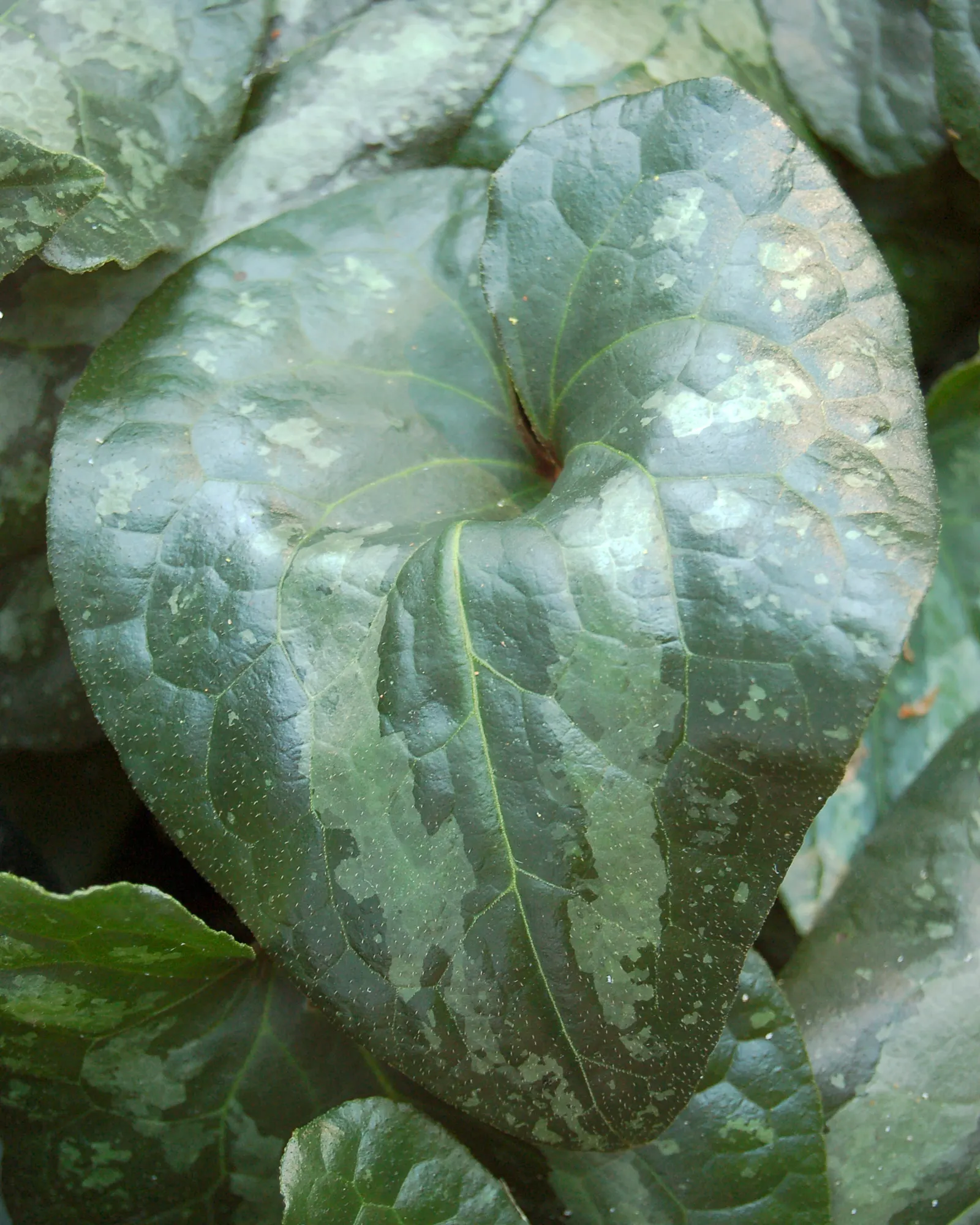 Chinese Wild Ginger (Asarum Splendens) — while not the primary attraction