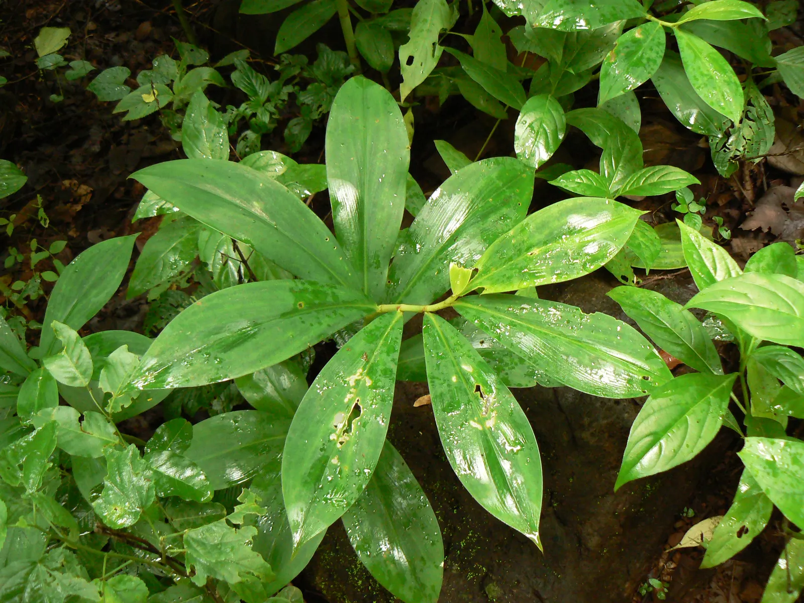 Chinese Wild Ginger (Asarum Splendens) — Chinese Wild Ginger (Asarum splendens) is an excellent choice for adding an exotic touch to a shade garden