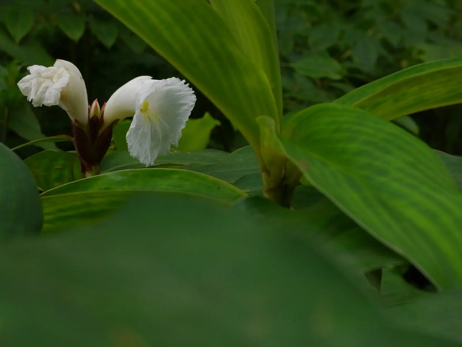 Chinese Wild Ginger (Asarum Splendens) — while providing a robust and easy-to-care-for ground cover